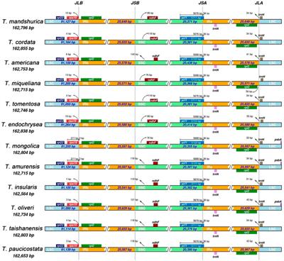 Chloroplast Genomes of Genus Tilia: Comparative Genomics and Molecular Evolution